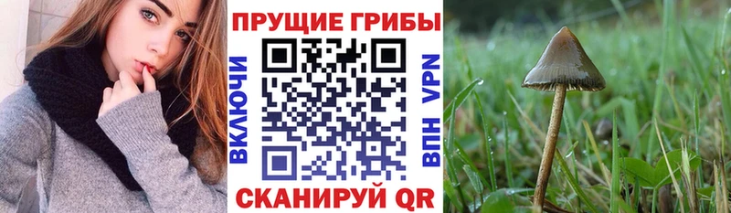 Псилоцибиновые грибы прущие грибы  mega как зайти  Нарткала 